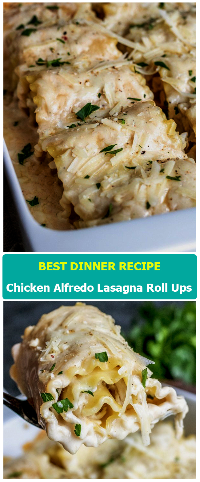 Chicken Alfredo Lasagna Roll Ups